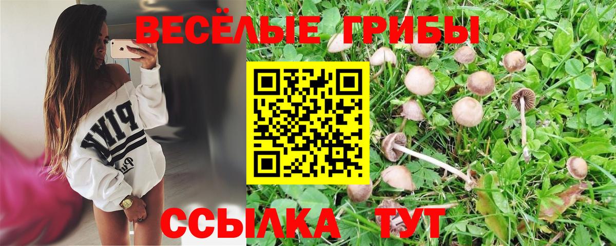 Галлюциногенные грибы Psilocybine cubensis Горно-Алтайск